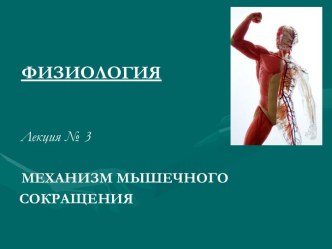 Механизм мышечного сокращения. Физиология. (Лекция № 3)