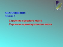 Строение среднего и промежуточного мозга