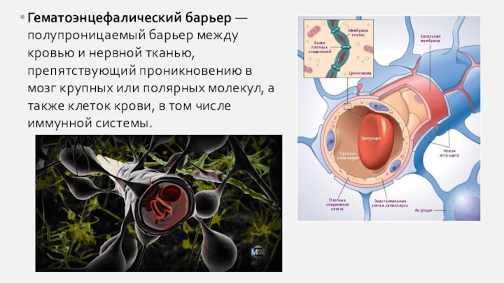 Схема строения гематоэнцефалического барьера