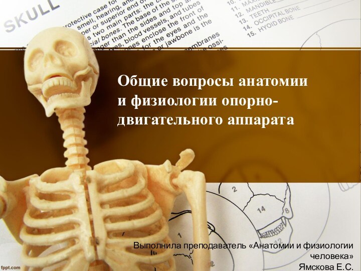 Общие вопросы анатомии и физиологии опорно- двигательного аппаратаВыполнила преподаватель «Анатомии и физиологии человека»Ямскова Е.С.