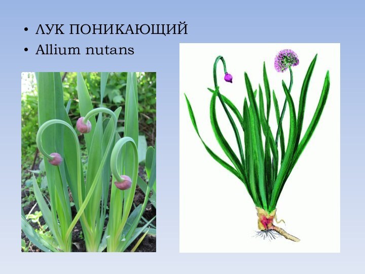 ЛУК ПОНИКАЮЩИЙAllium nutans