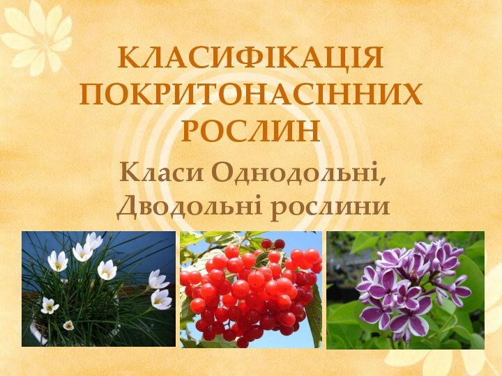 КЛАСИФІКАЦІЯ ПОКРИТОНАСІННИХ РОСЛИНКласи Однодольні, Дводольні рослини