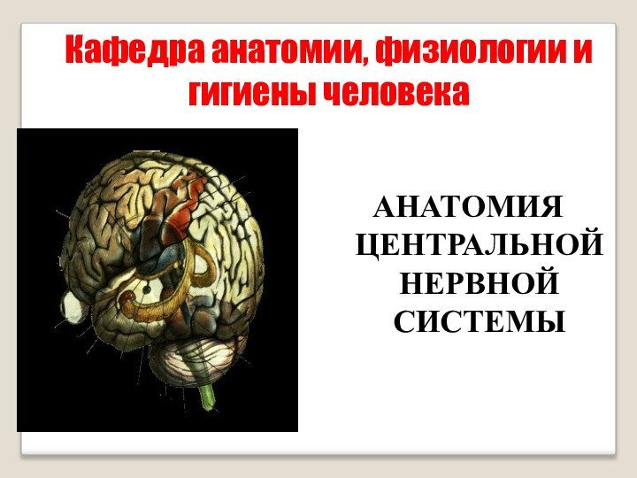 Кафедра анатомии, физиологии и гигиены человекаАНАТОМИЯ ЦЕНТРАЛЬНОЙ НЕРВНОЙ СИСТЕМЫ