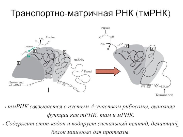 Транспортно-матричная РНК (тмРНК) тмРНК связывается с пустым А-участком рибосомы, выполняя функции как