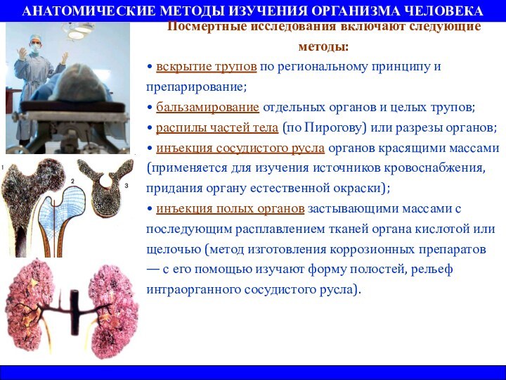 АНАТОМИЧЕСКИЕ МЕТОДЫ ИЗУЧЕНИЯ ОРГАНИЗМА ЧЕЛОВЕКАПосмертные исследования включают следующие методы: вскрытие трупов по