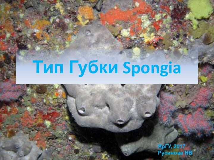 Тип Губки SpongiaЯрГУ, 2017Русинова НВ