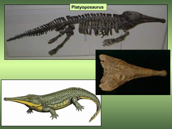 Platyoposaurus