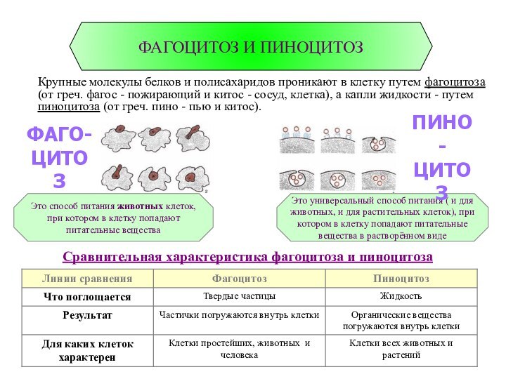 Сравнительная характеристика фагоцитоза и пиноцитозаФАГОЦИТОЗ И ПИНОЦИТОЗ   Крупные молекулы белков