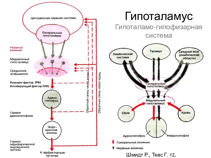 Гипоталамус Гипоталамо-гипофизарная системаШмидт Р., Тевс Г. т2, 2005