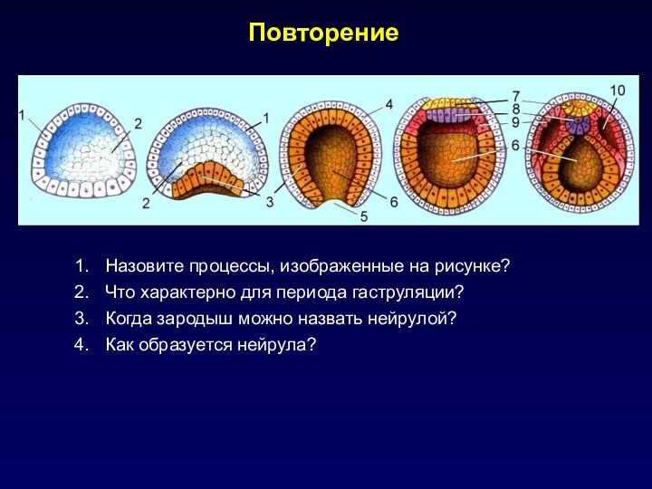 ПовторениеНазовите процессы, изображенные на рисунке?Что характерно для периода гаструляции?Когда зародыш можно назвать нейрулой?Как образуется нейрула?