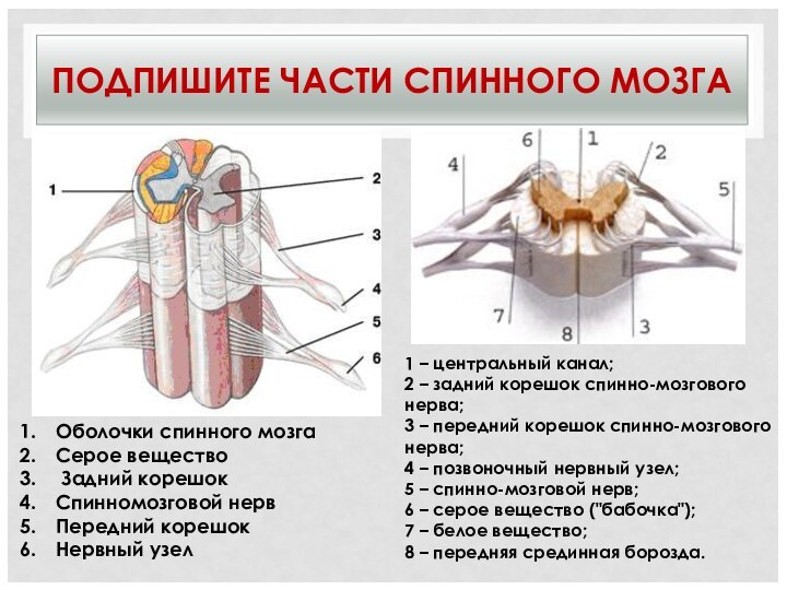 ПОДПИШИТЕ ЧАСТИ СПИННОГО МОЗГАОболочки спинного мозгаСерое вещество Задний корешокСпинномозговой нервПередний корешокНервный узел1