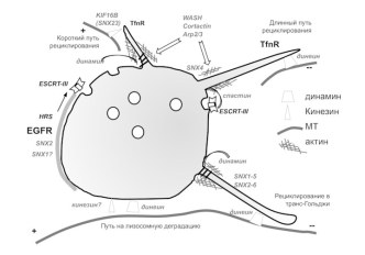 Везикулярный транспорт (эндосомы)