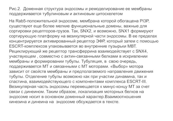 Рис.2. Доменная структура эндосомы и ремоделирование ее мембраны поддерживается тубулиновым и актиновым