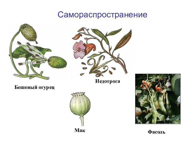 Бешеный огурец Самораспространение Фасоль Мак Недотрога