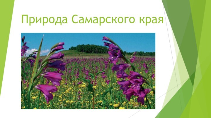 Природа Самарского края