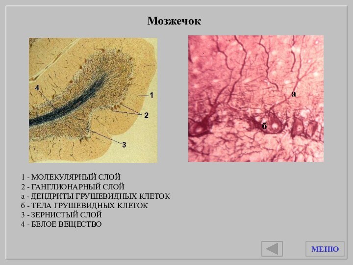 1 - МОЛЕКУЛЯРНЫЙ СЛОЙ2 - ГАНГЛИОНАРНЫЙ СЛОЙа - ДЕНДРИТЫ ГРУШЕВИДНЫХ КЛЕТОКб -
