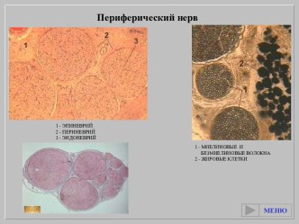 Периферический нерв