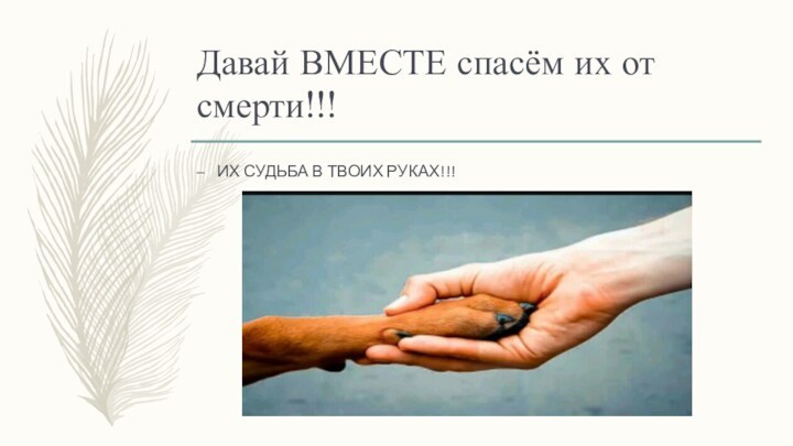 Давай ВМЕСТЕ спасём их от смерти!!!ИХ СУДЬБА В ТВОИХ РУКАХ!!!