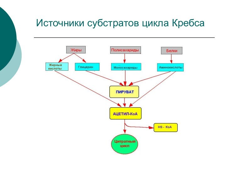 Источники субстратов цикла Кребса