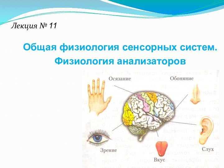 Лекция № 11	Общая физиология сенсорных систем.	Физиология анализаторов