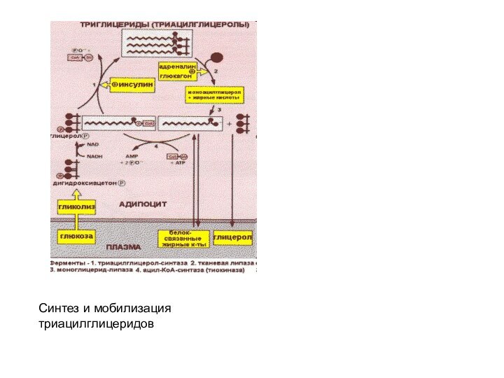 Синтез и мобилизация триацилглицеридов