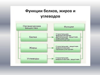 Функции белков, жиров и углеводов