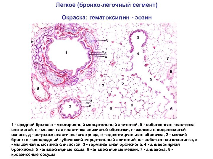 Легкое (бронхо-легочный сегмент) Окраска: гематоксилин - эозин 1 - средний бронх: а