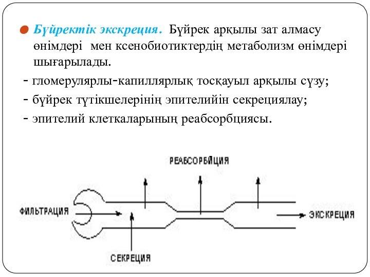 Бүйректік экскреция. Бүйрек арқылы зат алмасу өнімдері мен ксенобиотиктердің метаболизм өнімдері шығарылады.-