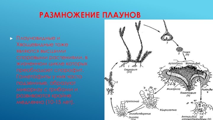 РАЗМНОЖЕНИЕ ПЛАУНОВПлауновидные и Хвощевидные тоже являются высшими споровыми растениями, в жизненном цикле