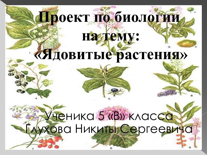 Проект по биологии  на тему:  «Ядовитые растения»Ученика 5 «В» класса Глухова Никиты Сергеевича