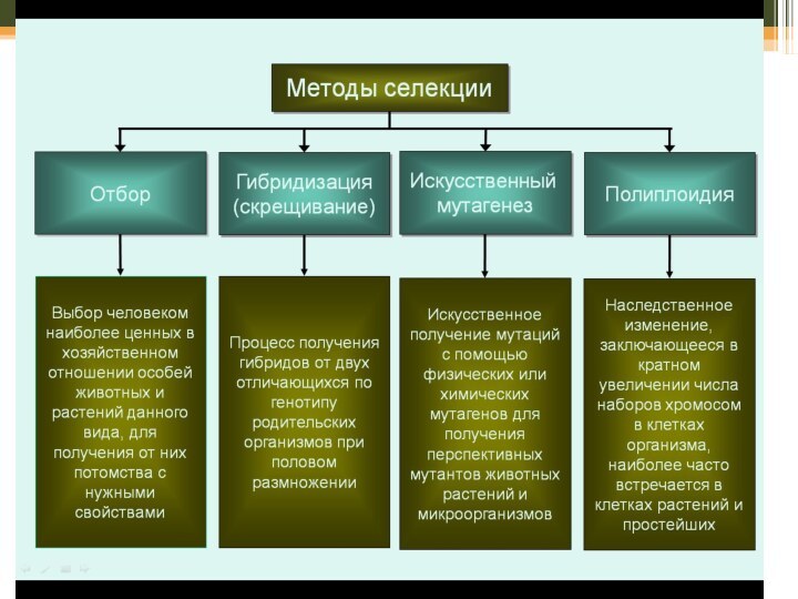 Основы селекции