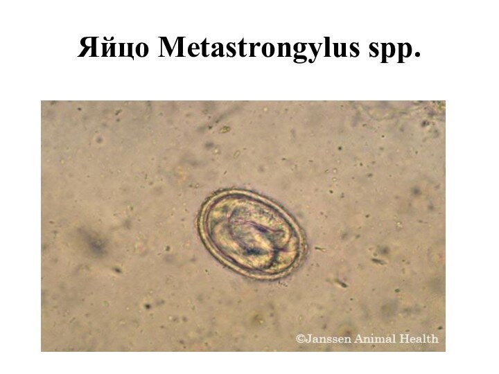 Яйцо Metastrongylus spp.