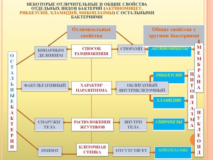 НЕКОТОРЫЕ ОТЛИЧИТЕЛЬНЫЕ И ОБЩИЕ СВОЙСТВА ОТДЕЛЬНЫХ ВИДОВ БАКТЕРИЙ (АКТИНОМИЦЕТ, РИККЕТСИЙ, ХЛАМИДИЙ, МИКОПЛАЗМЫ) С ОСТАЛЬНЫМИ БАКТЕРИЯМИ