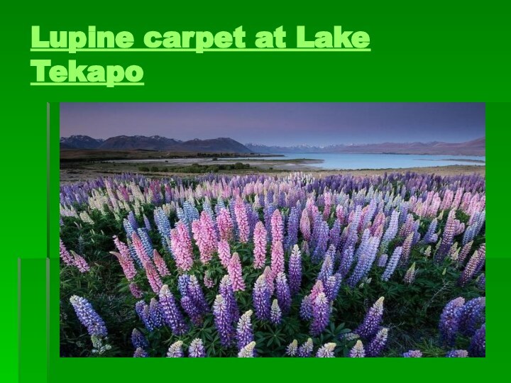 Lupine carpet at Lake Tekapo