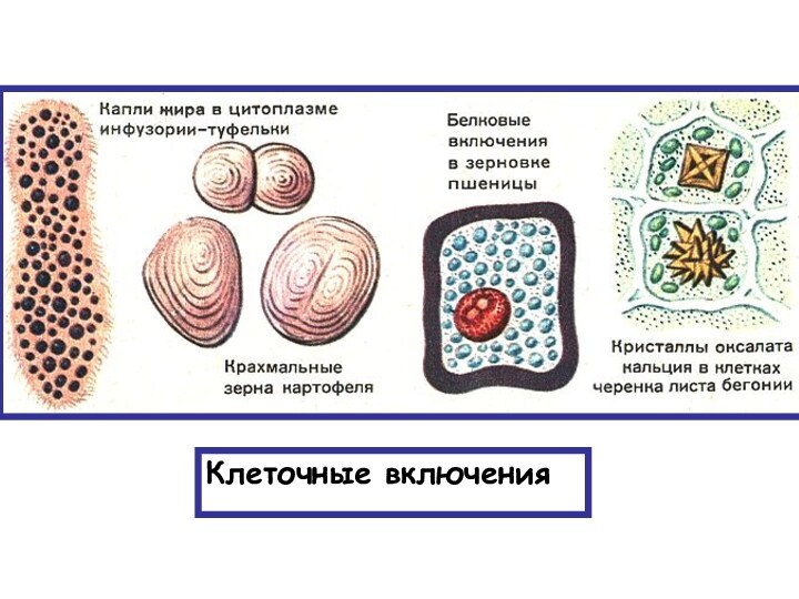 Клеточные включения