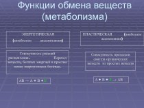 Функции обмена веществ (метаболизм)