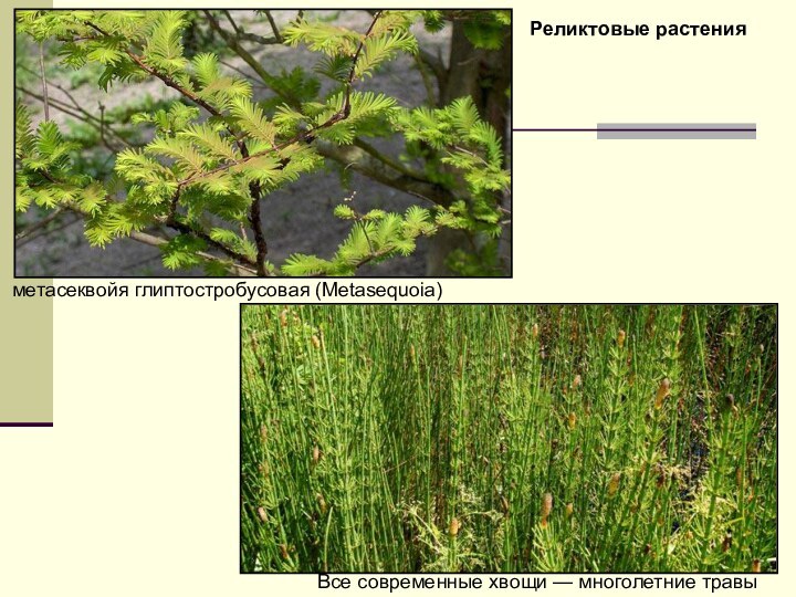 метасеквойя глиптостробусовая (Metasequoia) Все современные хвощи — многолетние травы Реликтовые растения