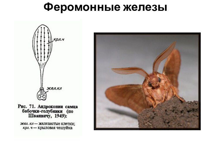 Феромонные железы