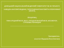 Анатомія людини. Средний мозг, мост, продолговатый мозг, мозжечок. Строение и функция