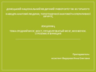 Анатомія людини. Средний мозг, мост, продолговатый мозг, мозжечок. Строение и функция