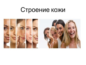 Строение кожи