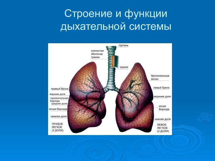 Строение и функции