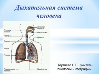 Дыхательная система человека