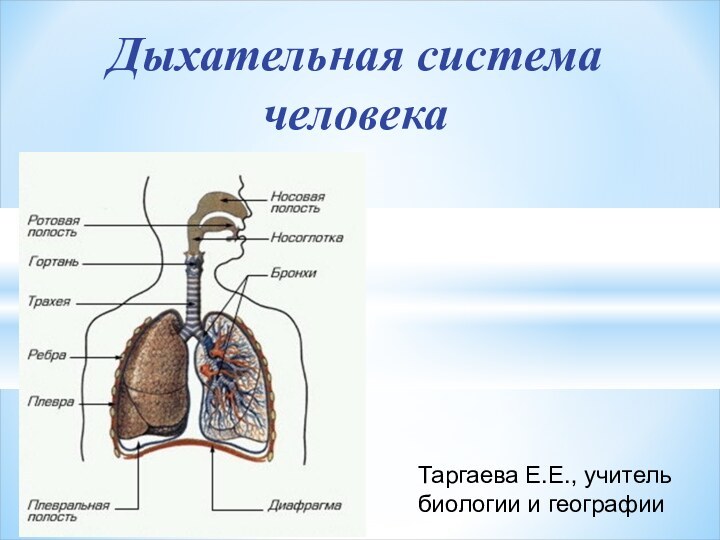 Дыхательная система человекаТаргаева Е.Е., учитель биологии и географии