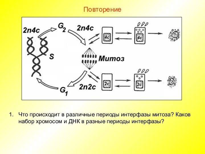 ПовторениеЧто происходит в различные периоды интерфазы митоза? Каков набор хромосом и ДНК в разные периоды интерфазы?