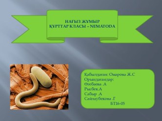 Нағыз жұмыр. Құрттар класы – nematoda