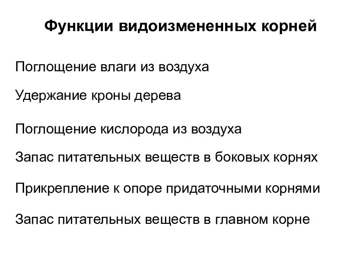 Запас питательных веществ в главном корне  Запас питательных веществ