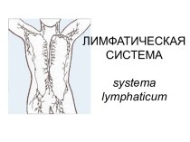 Лимфатическая система