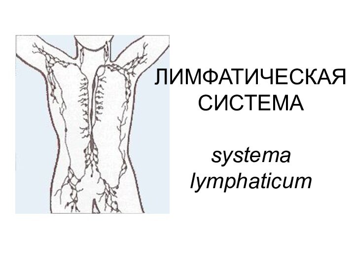 ЛИМФАТИЧЕСКАЯ СИСТЕМА  systema lymphaticum
