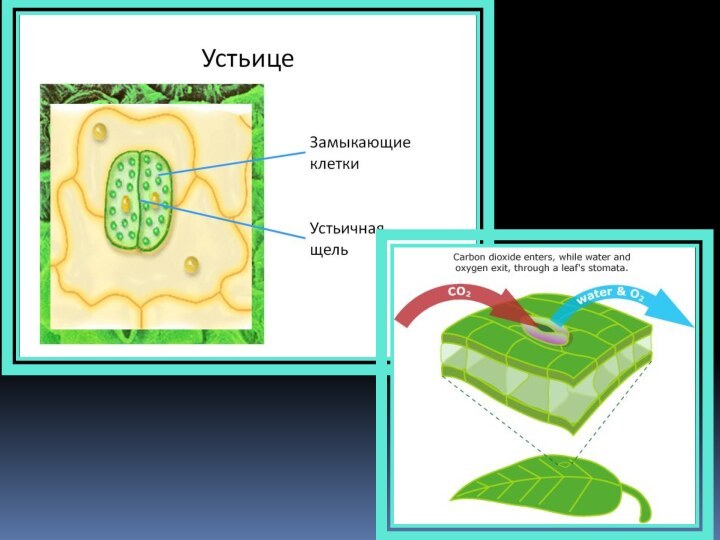 Пример растительной клетки. Устьице растительной клетки. Питание растительной клетки. Растительная клетка яблока. У ржи клеточное строение.